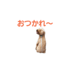 大吉さんスタンプ（個別スタンプ：1）
