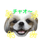COCOSTYLELOVE3（個別スタンプ：9）