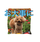 ガウガウ犬もも 其のニ（個別スタンプ：2）