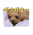 ガウガウ犬もも 其のニ（個別スタンプ：3）