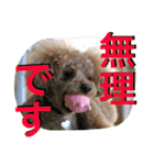 ガウガウ犬もも 其のニ（個別スタンプ：5）