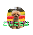 ガウガウ犬もも 其のニ（個別スタンプ：6）