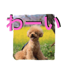 ガウガウ犬もも 其のニ（個別スタンプ：7）