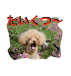 ガウガウ犬もも 其のニ（個別スタンプ：8）