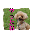 ガウガウ犬もも 其のニ（個別スタンプ：9）