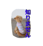 ガウガウ犬もも 其のニ（個別スタンプ：10）