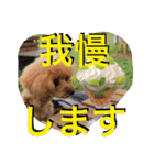 ガウガウ犬もも 其のニ（個別スタンプ：11）