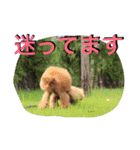 ガウガウ犬もも 其のニ（個別スタンプ：12）
