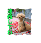 ガウガウ犬もも 其のニ（個別スタンプ：13）