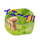 ガウガウ犬もも 其のニ（個別スタンプ：14）