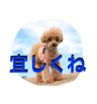 ガウガウ犬もも 其のニ（個別スタンプ：15）