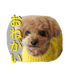 ガウガウ犬もも 其のニ（個別スタンプ：16）