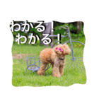 ガウガウ犬もも 其のニ（個別スタンプ：17）