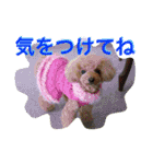 ガウガウ犬もも 其のニ（個別スタンプ：19）