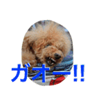 ガウガウ犬もも 其のニ（個別スタンプ：20）