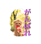 ガウガウ犬もも 其のニ（個別スタンプ：21）