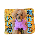 ガウガウ犬もも 其のニ（個別スタンプ：22）