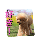ガウガウ犬もも 其のニ（個別スタンプ：23）