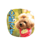 ガウガウ犬もも 其のニ（個別スタンプ：24）