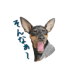 ミニピンとまと＆ぽてと その2（個別スタンプ：8）