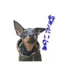 ミニピンとまと＆ぽてと その2（個別スタンプ：12）