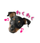 ミニピンとまと＆ぽてと その2（個別スタンプ：15）