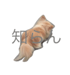 がじゅまる（個別スタンプ：2）