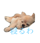 がじゅまる（個別スタンプ：5）