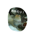 海の仲間（個別スタンプ：1）