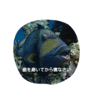 海の仲間（個別スタンプ：4）