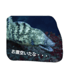 海の仲間（個別スタンプ：5）