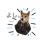 柴犬ももpart2（個別スタンプ：1）