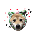 柴犬ももpart2（個別スタンプ：2）