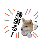 柴犬ももpart2（個別スタンプ：3）
