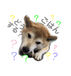 柴犬ももpart2（個別スタンプ：4）