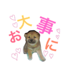柴犬ももpart2（個別スタンプ：5）