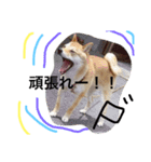 柴犬ももpart2（個別スタンプ：6）