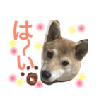 柴犬ももpart2（個別スタンプ：7）
