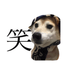 柴犬ももpart2（個別スタンプ：8）