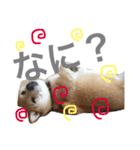 柴犬ももpart2（個別スタンプ：9）