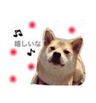 柴犬ももpart2（個別スタンプ：10）