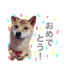 柴犬ももpart2（個別スタンプ：11）