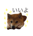 柴犬ももpart2（個別スタンプ：13）