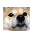 柴犬ももpart2（個別スタンプ：14）