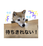 柴犬ももpart2（個別スタンプ：15）