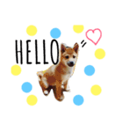 柴犬ももpart2（個別スタンプ：16）
