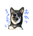 しば犬のももかれそらさん（個別スタンプ：1）