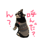 しば犬のももかれそらさん（個別スタンプ：2）