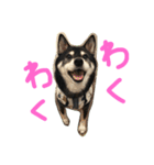 しば犬のももかれそらさん（個別スタンプ：5）