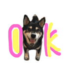 しば犬のももかれそらさん（個別スタンプ：6）